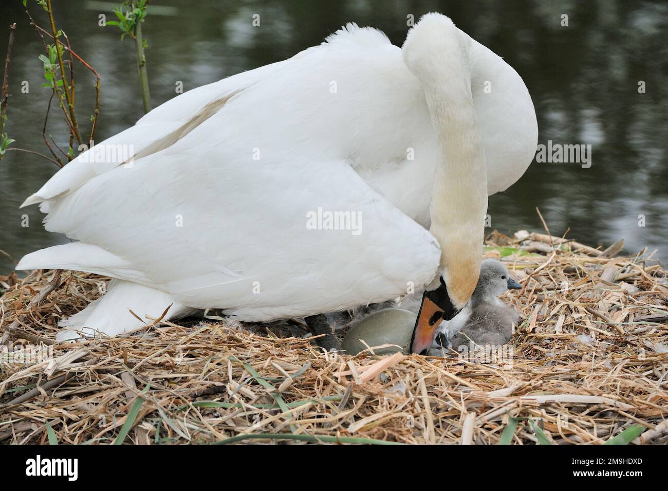 Mute Swan (Cygnus olor) weiblich mit frisch geschlüpften Zygneten, Yetholm Loch Scottish Wildlife Trust Reserve, Roxburghshire, Schottland Stockfoto