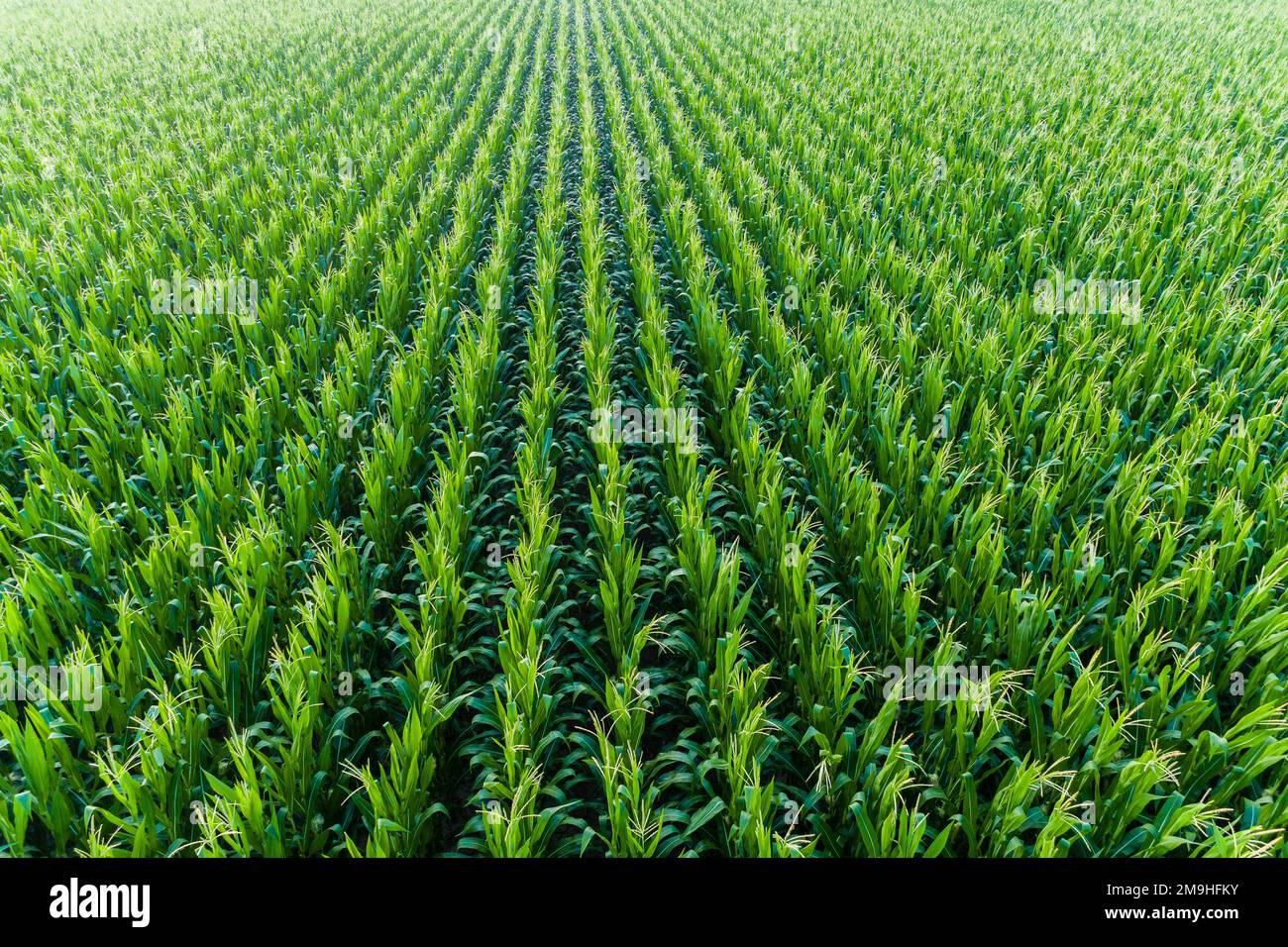 Corn Field, Marion County, Illinois, USA, aus der Vogelperspektive Stockfoto