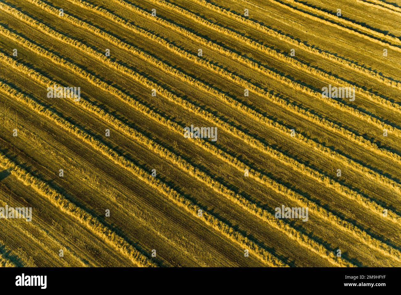 Reihen Weizenstroh vor dem Pressen aus der Vogelperspektive, Marion County, Illinois, USA Stockfoto