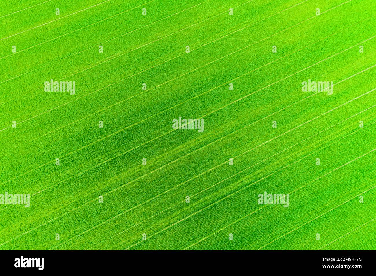 Grüner Weizenfeldplatz im Marion County, Illinois, USA, aus der Vogelperspektive Stockfoto