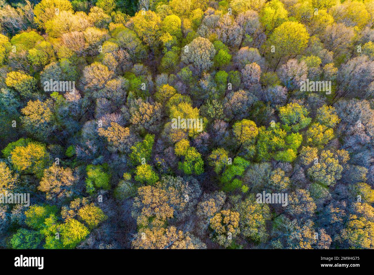 Der Wald in Marion County, Illinois, USA, aus der Vogelperspektive Stockfoto