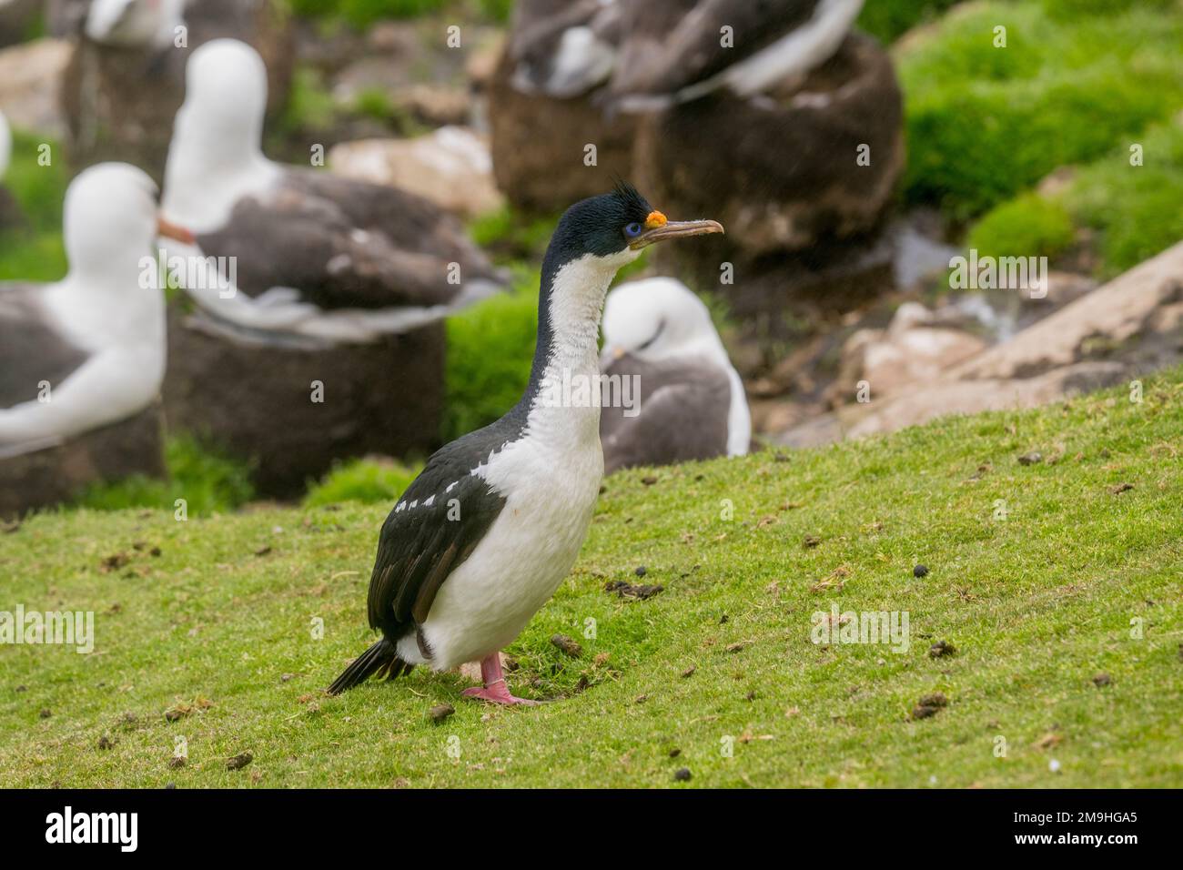 Ein kaiserlicher Fick oder kaiserlicher Kormoran (Leucocarbo Atrizeps) sucht nach Nistmaterial in einer schwarzbrauen Albatross-Kolonie auf Sounders Island, an Stockfoto
