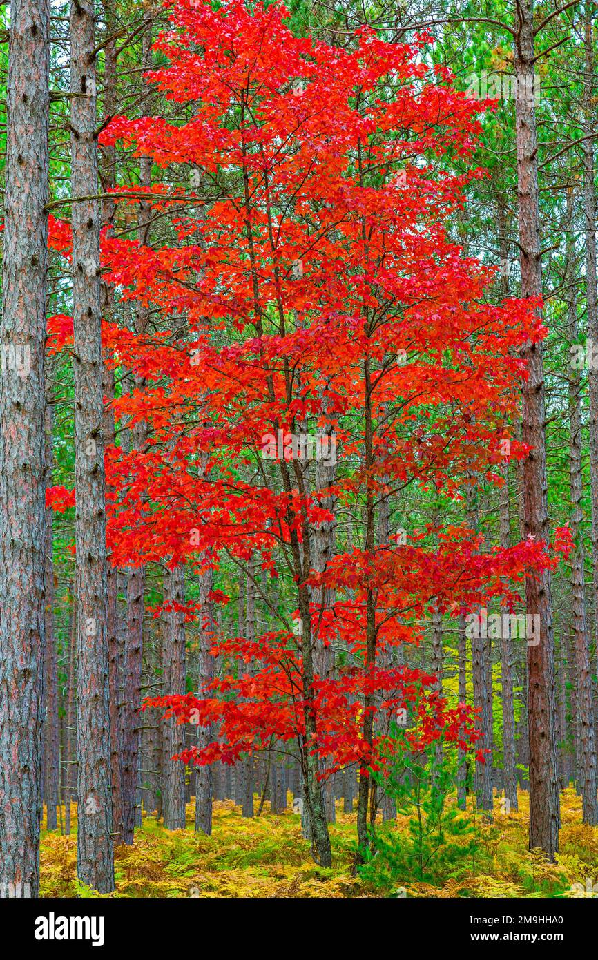 Roter Ahornbaum im Kiefernwald im Herbst, Alger County, Michigan, USA Stockfoto