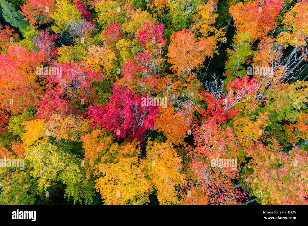 Herbstfarben im Alger County, Michigan, USA Stockfoto