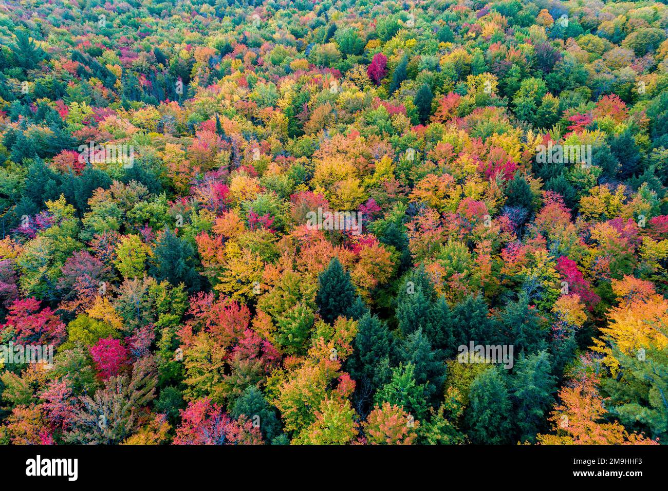 Herbstfarben im Alger County, Michigan, USA Stockfoto
