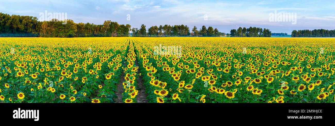 Jasper County, Illinois, USA, mit weitläufigen gelben Sonnenblumenfeldern Stockfoto