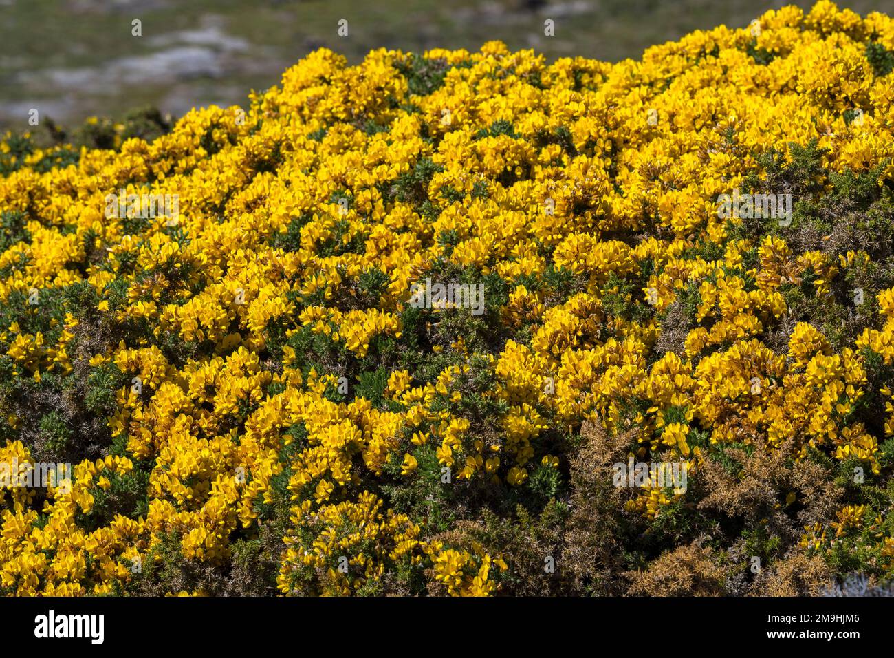 Blühende Gorse, eine eingeführte Art, in der Gypsy Cove in der Nähe von Port Stanley, Falkland Islands. Stockfoto