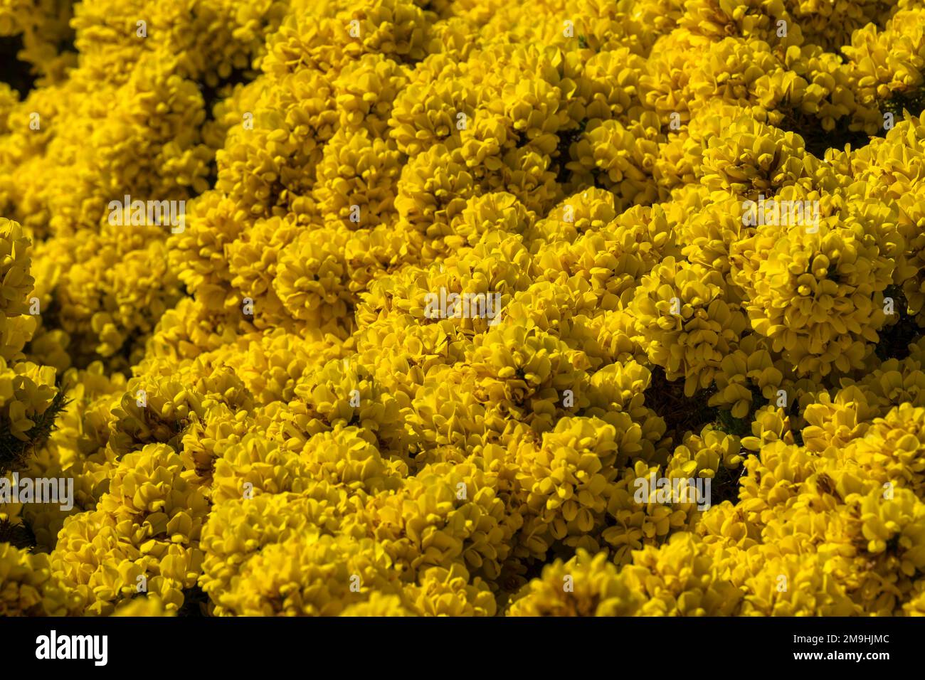 Blühende Gorse, eine eingeführte Art, in der Gypsy Cove in der Nähe von Port Stanley, Falkland Islands. Stockfoto