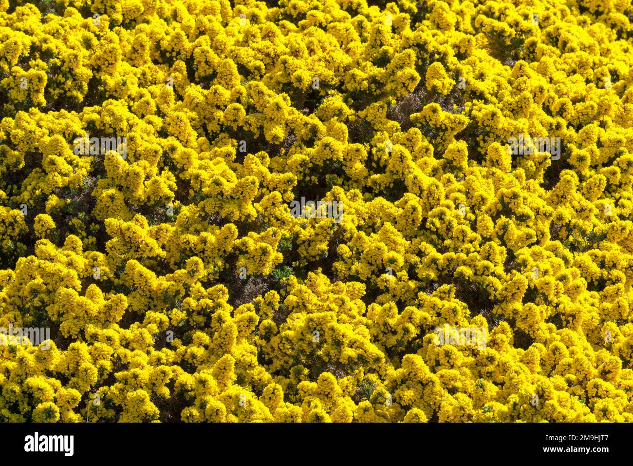 Blühende Gorse, eine eingeführte Art, in der Gypsy Cove in der Nähe von Port Stanley, Falkland Islands. Stockfoto