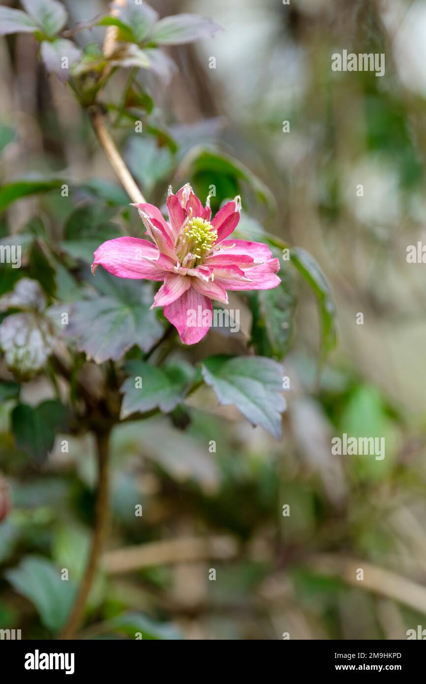 Clematis Broughton Star, montana Clematis Broughton Star, Doppel- und Halbblumen Stockfoto