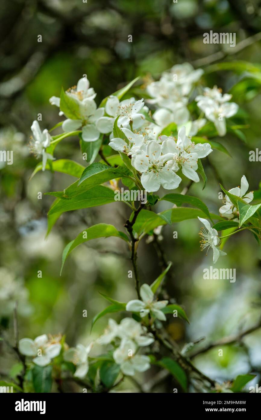Malus sikkimensis, Sikkim Crabapple, xi jin hai tang, weiße Blüten Stockfoto