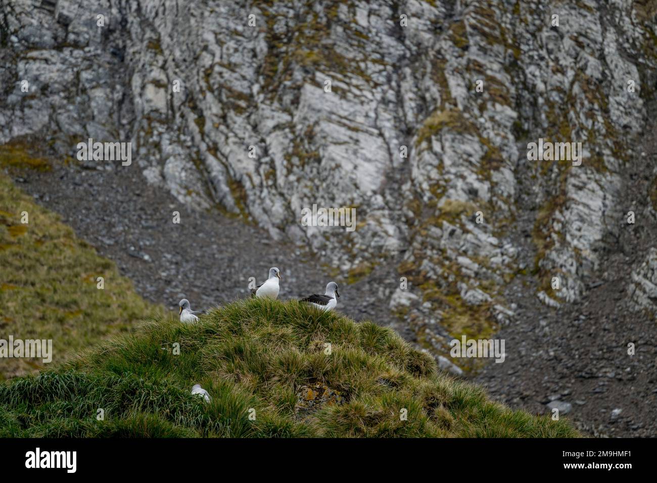 Graukopfalbatrosen (Thalassarche chrysostoma) in einer Nistkolonie in Elsehul Bay, Südgeorgien-Insel, Subantarktis. Stockfoto