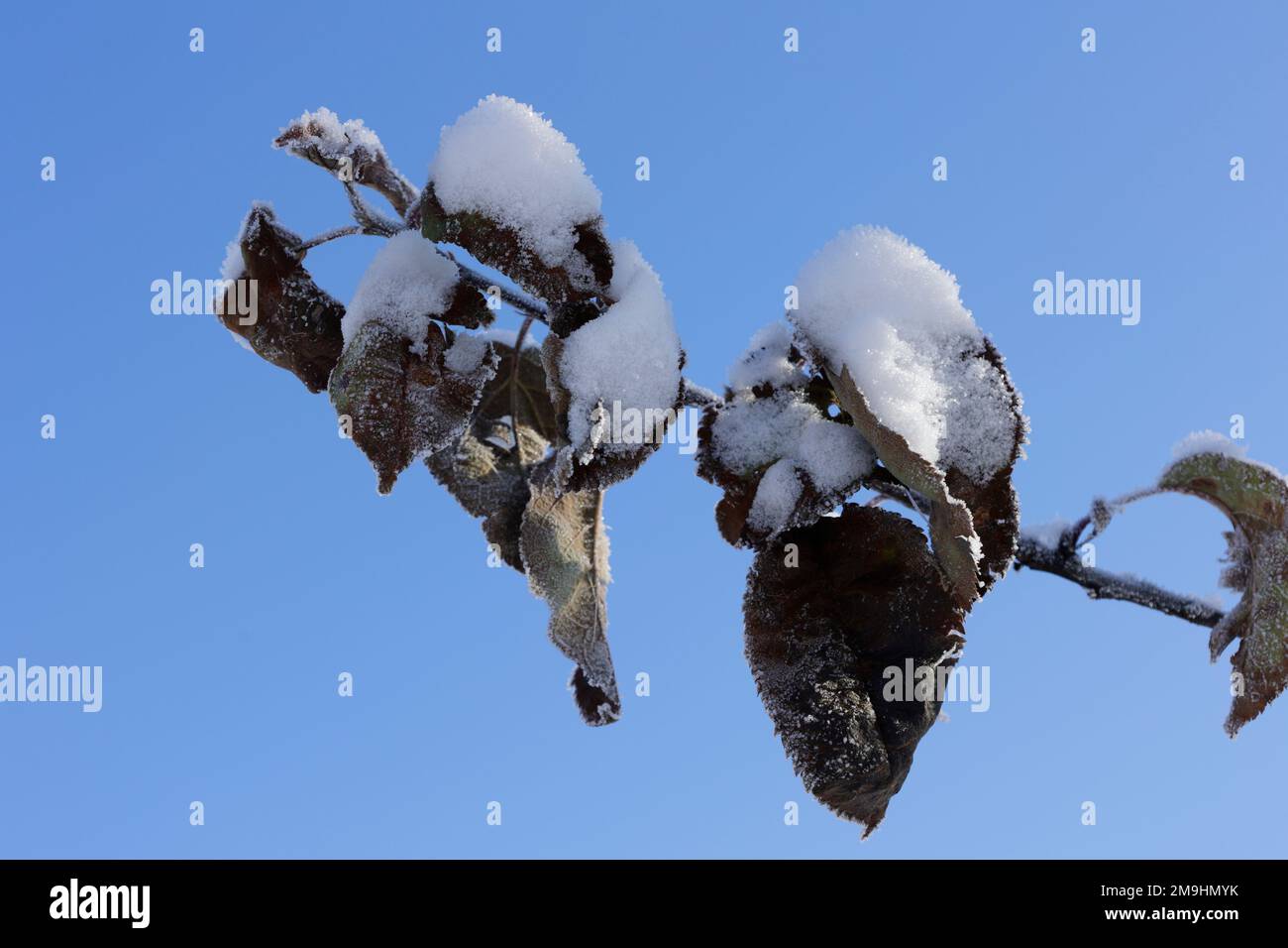Welke Blätter sind mit Schnee bedeckt, vor einem blauen Himmel Stockfoto