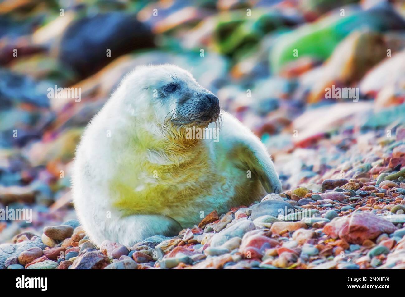 Grauer Seehund auf Gürtelrose Stockfoto