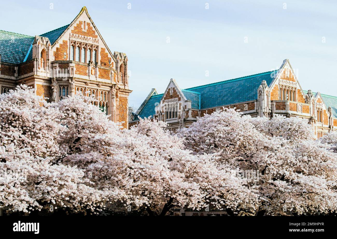 Kirschblüten vor den Gebäuden der University of Washington, Seattle, Washington, USA Stockfoto