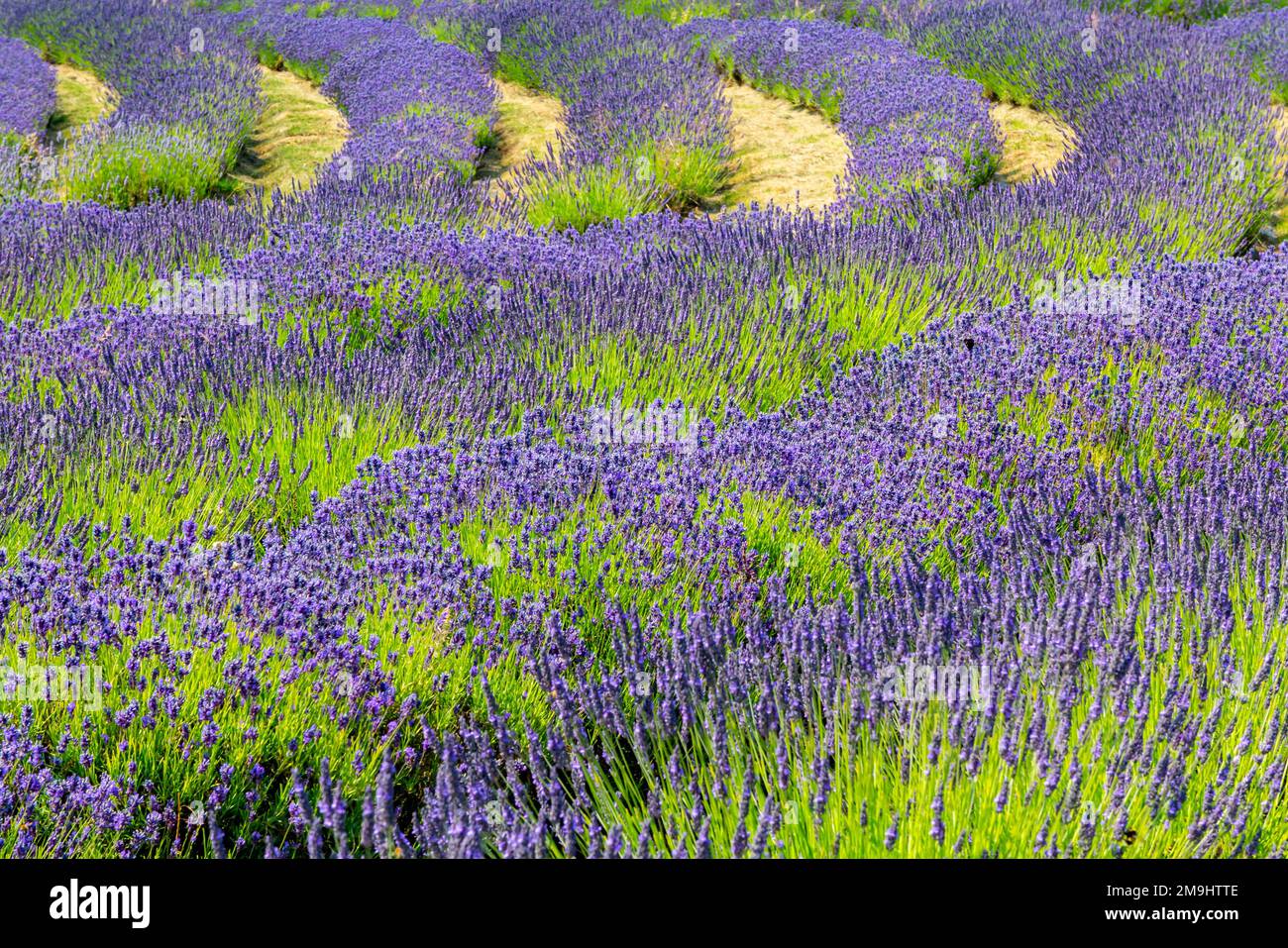 Lavendel wächst im Sommer auf der Yorkshire Lavender Farm, einer Touristenattraktion in der Nähe von Terrington in North Yorkshire, England. Stockfoto