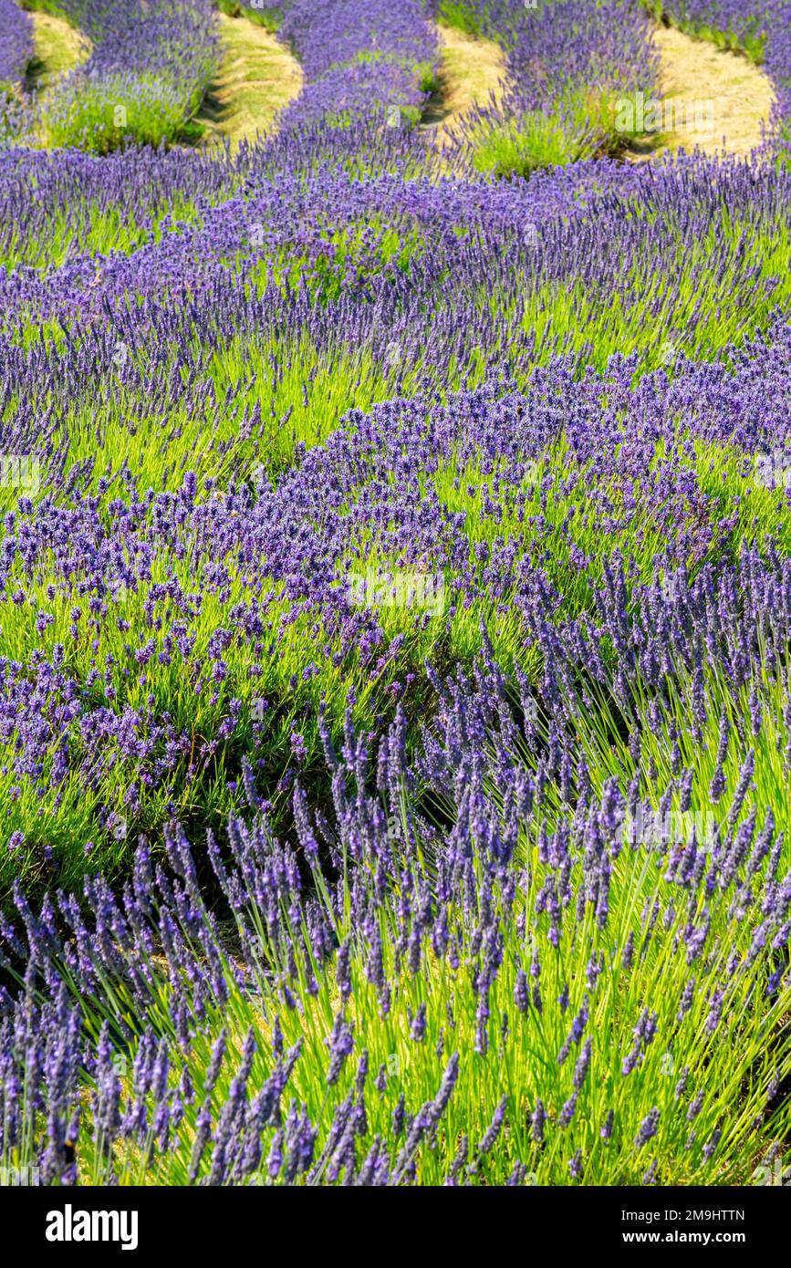 Lavendel wächst im Sommer auf der Yorkshire Lavender Farm, einer Touristenattraktion in der Nähe von Terrington in North Yorkshire, England. Stockfoto