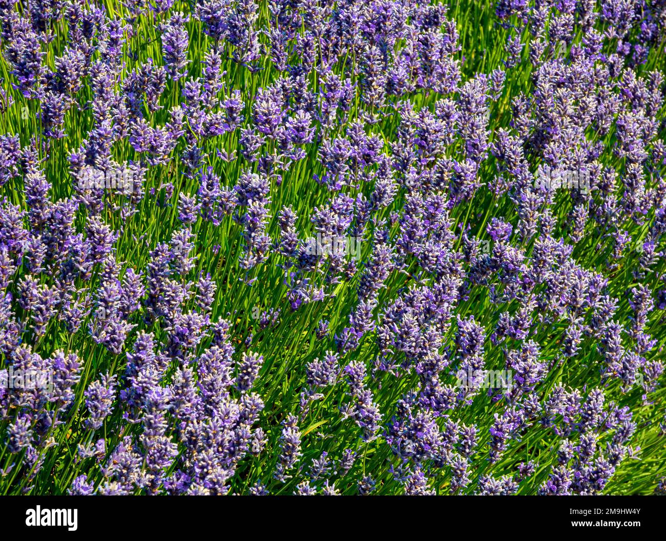 Lavandula Trivialname Lavendel ist eine Gattung von 47 bekannten Arten blühender Pflanzen der Minzfamilie Lamiaceae. Stockfoto