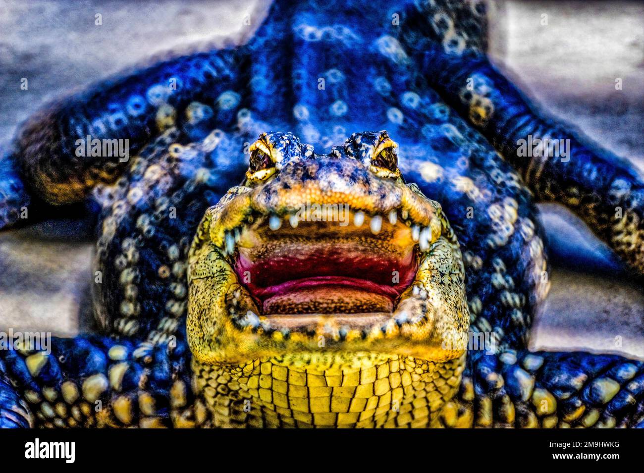 Alligatorporträt, Everglade Wonder Gardens, Florida, USA Stockfoto