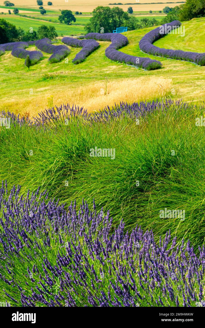 Lavendel wächst im Sommer auf der Yorkshire Lavender Farm, einer Touristenattraktion in der Nähe von Terrington in North Yorkshire, England. Stockfoto