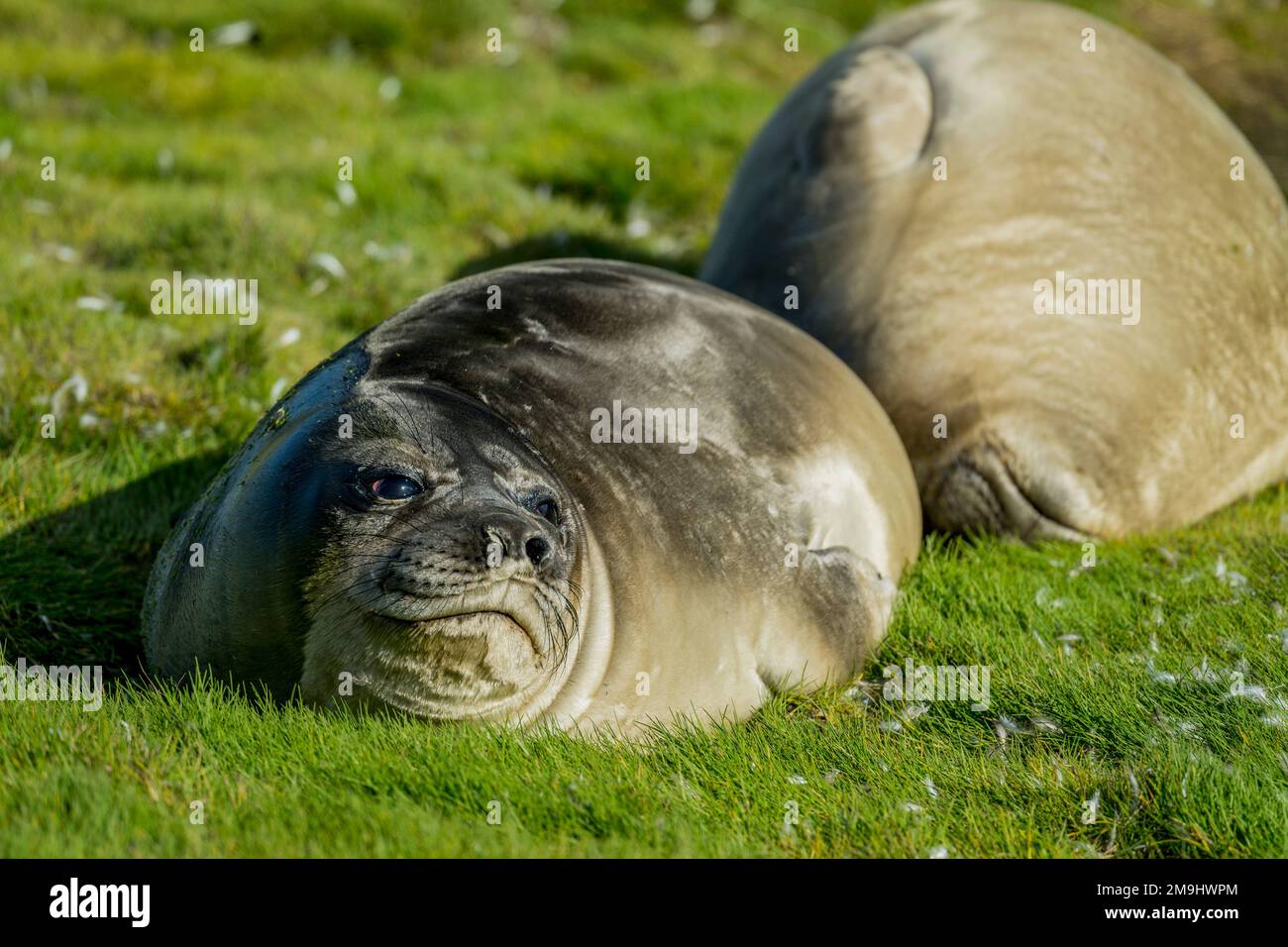 Ein südlicher Elefanten-Seehund-Weaner-Welpe in Stromness Bay auf South Georgia Island, subantarktisch. Stockfoto