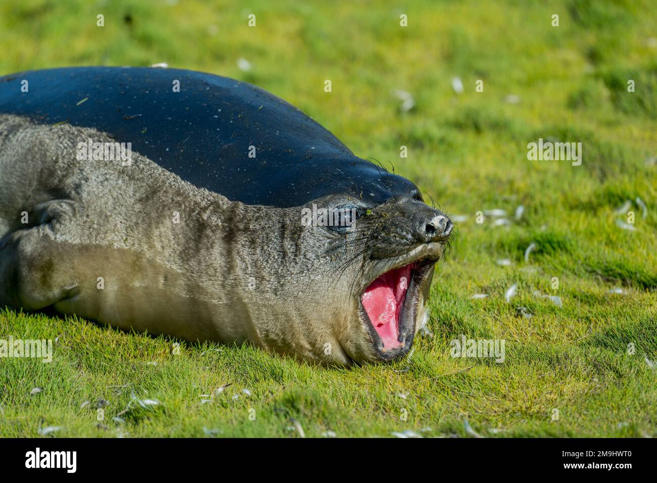 Ein südlicher Elefanten-Seehund-Weaner-Welpe in Stromness Bay auf South Georgia Island, subantarktisch. Stockfoto