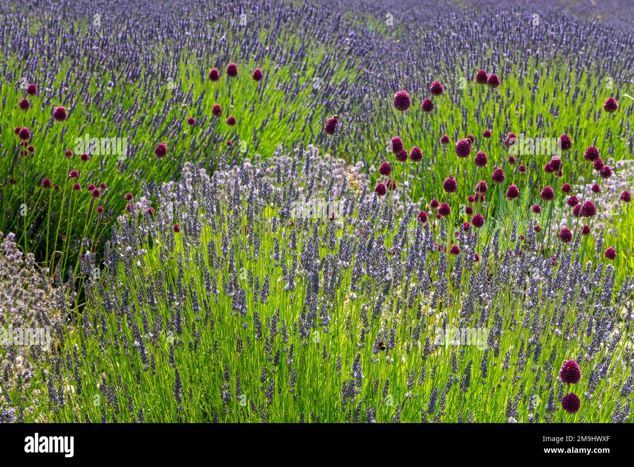 Familia lamiaceae Fotos und Bildmaterial in hoher Auflösung Alamy