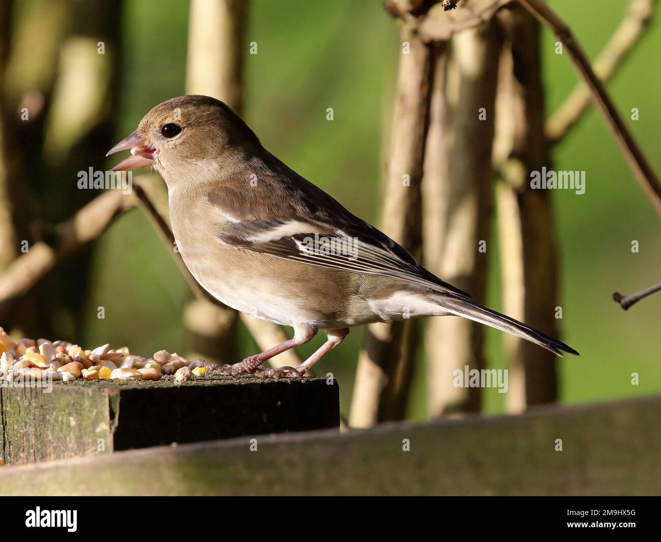 Gemeinsame Buchfink (Fringilla coelebs) Stockfoto