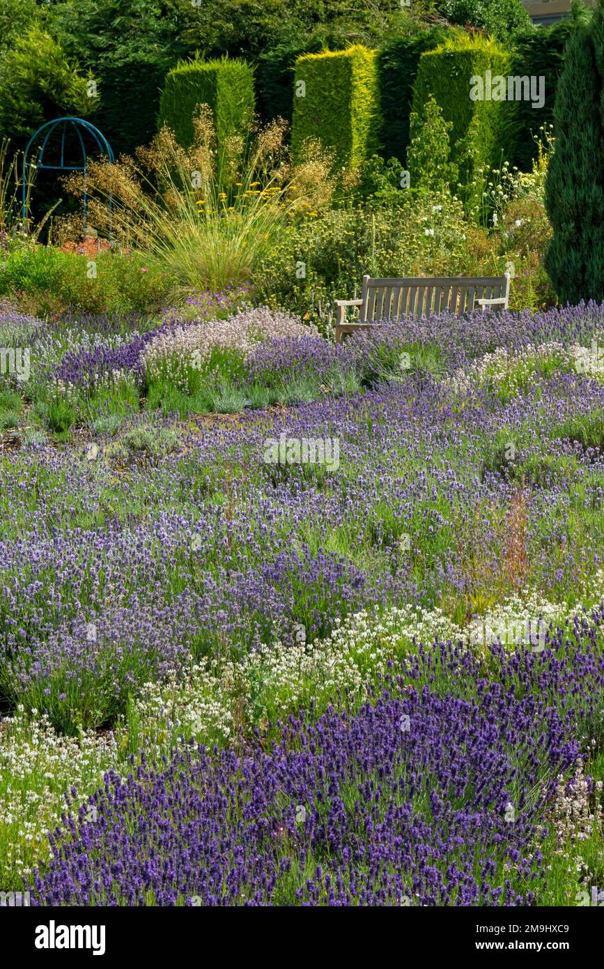 Lavendel wächst im Sommer auf der Yorkshire Lavender Farm, einer Touristenattraktion in der Nähe von Terrington in North Yorkshire, England. Stockfoto