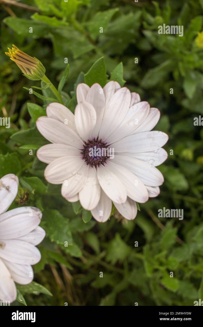 Blume mit weißen Blüten in meinem Garten, mitten im Grün Stockfoto