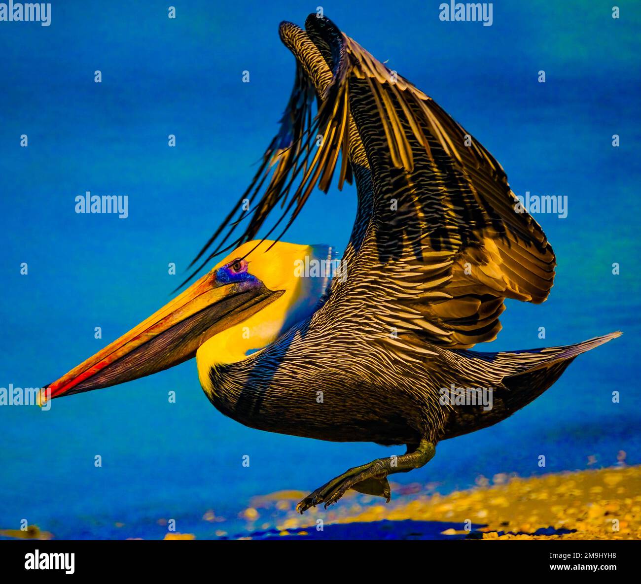 Pelikane (Pelecanidae), die über dem Meer fliegen Stockfoto
