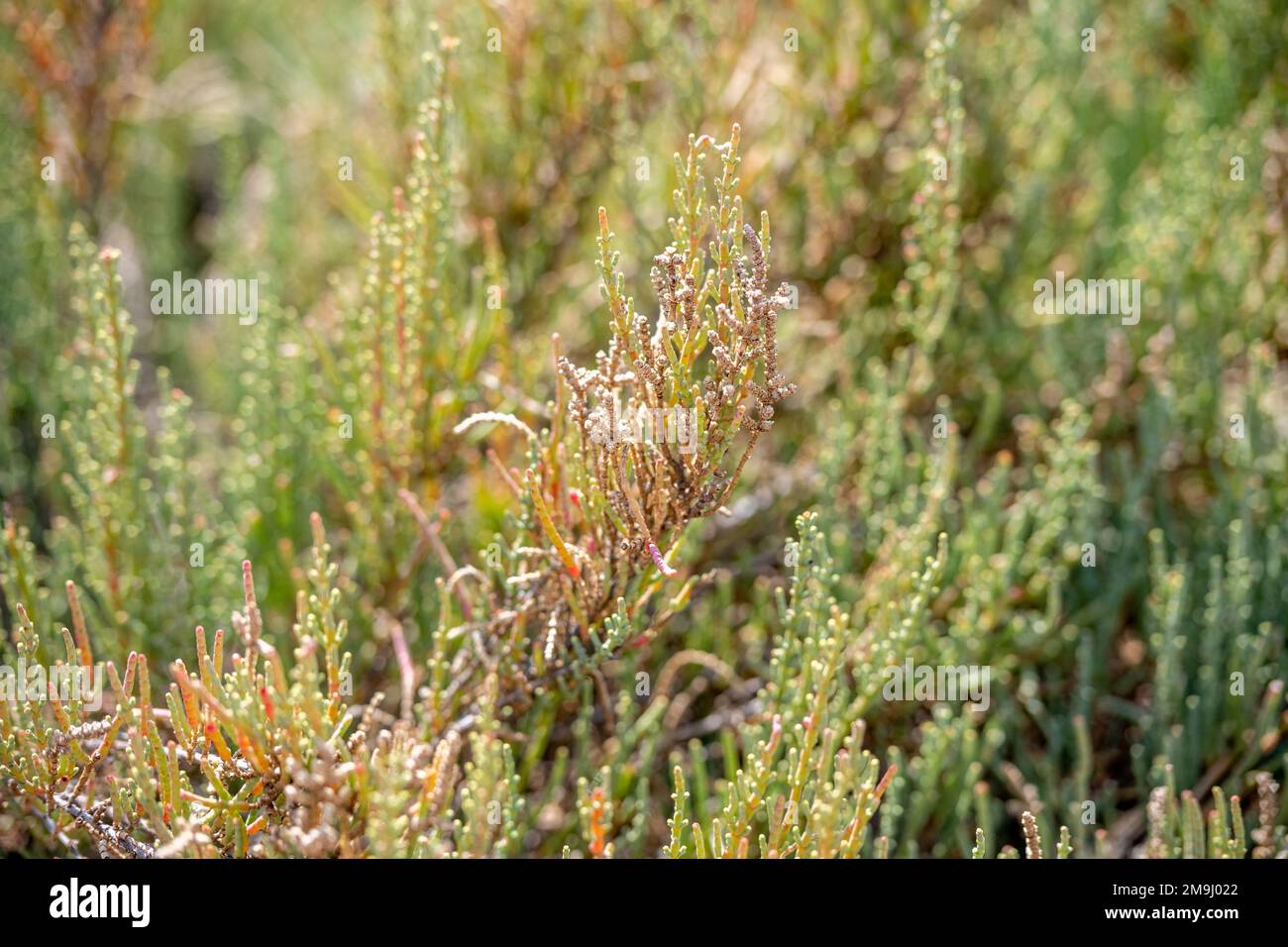 Vegetation, die unter salzigen Bedingungen gedeiht, Salzmarschen, Isla Cristina, Spanien Stockfoto