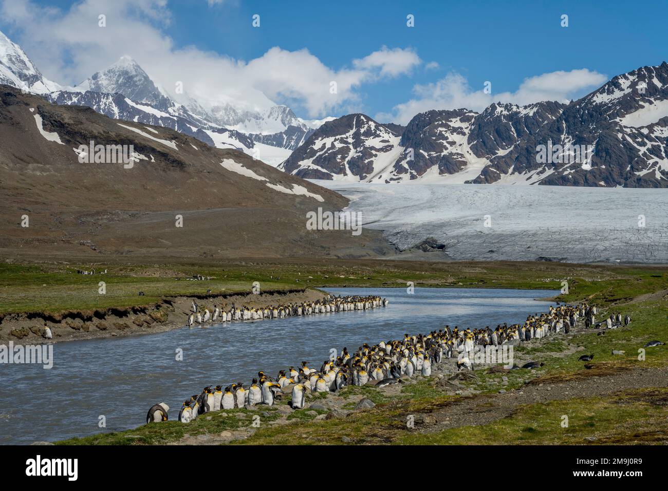 Königspinguine (Aptenodytes patagonicus) häuten ihre Federn entlang eines kleinen Flusses in der Nähe der größten Pinguinkolonie der Welt, die sich befindet Stockfoto