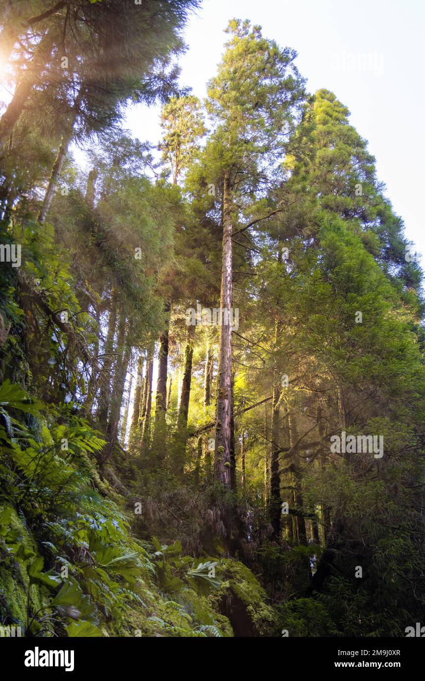 Wald mit nachmittäglichem Sonnenlicht, das durch die Bäume scheint Stockfoto