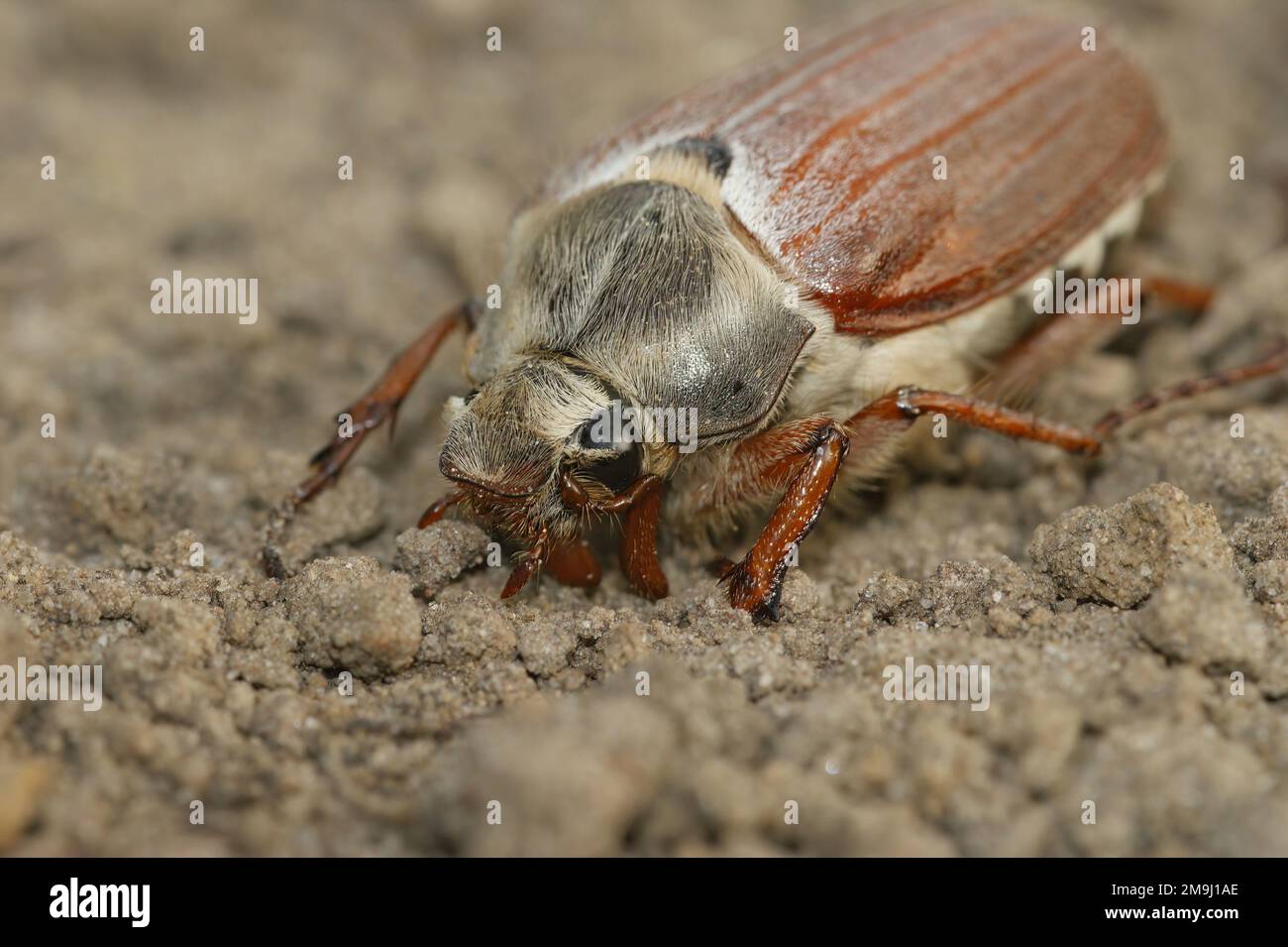 Detaillierte Nahaufnahme eines weißhaarigen Hahnenscheuers, Melolontha Melolontha, im Garten Stockfoto