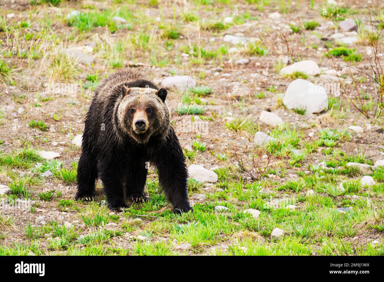 Mama Bear, Grand Teton National Park, Wyoming, USA Stockfoto