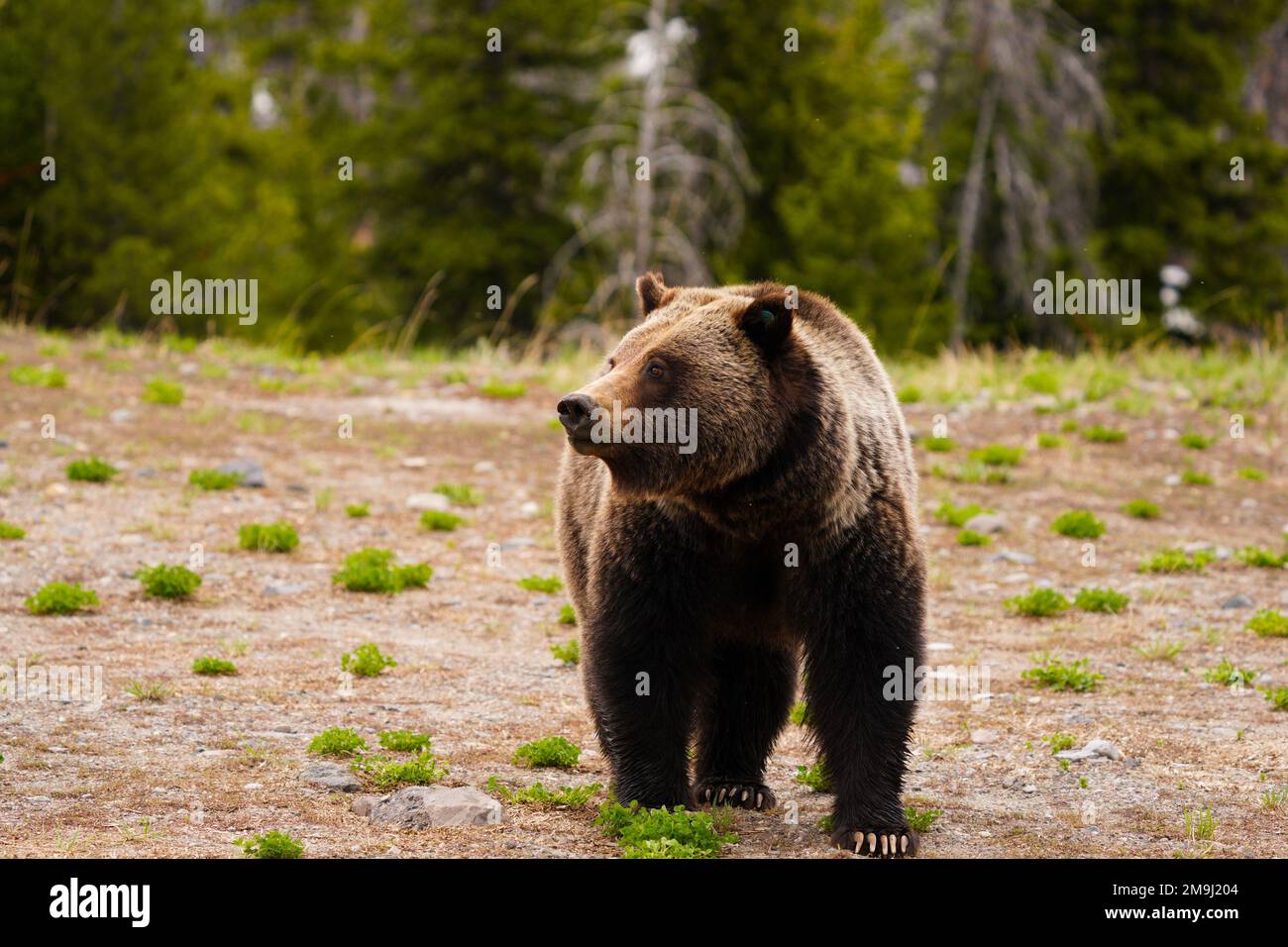 Mama Bear, Grand Teton National Park, Wyoming, USA Stockfoto