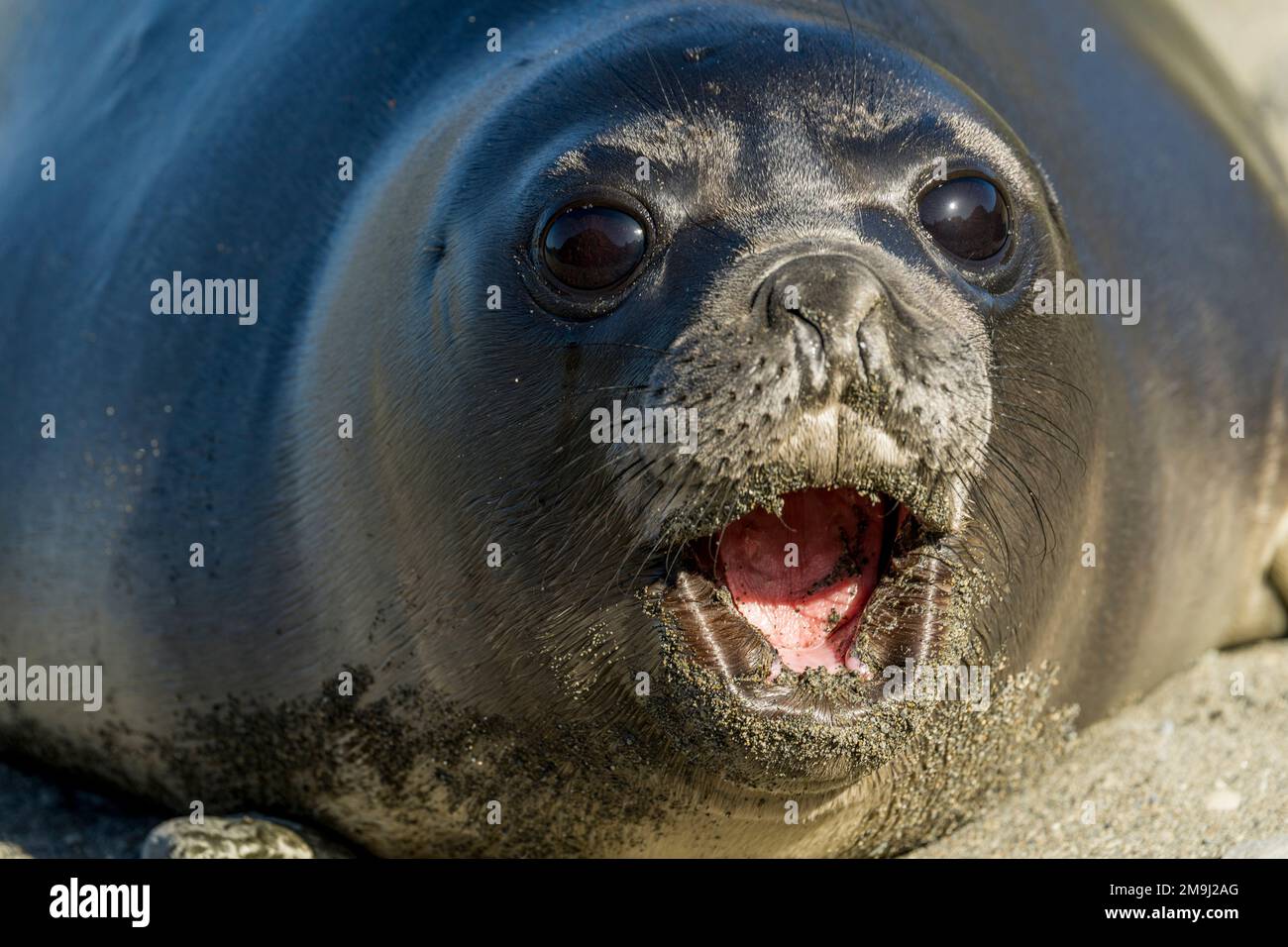 Nahaufnahme eines südlichen Elefanten-Seehundentuchs in Ocean Harbor, South Georgia Island, subantarktisch. Stockfoto