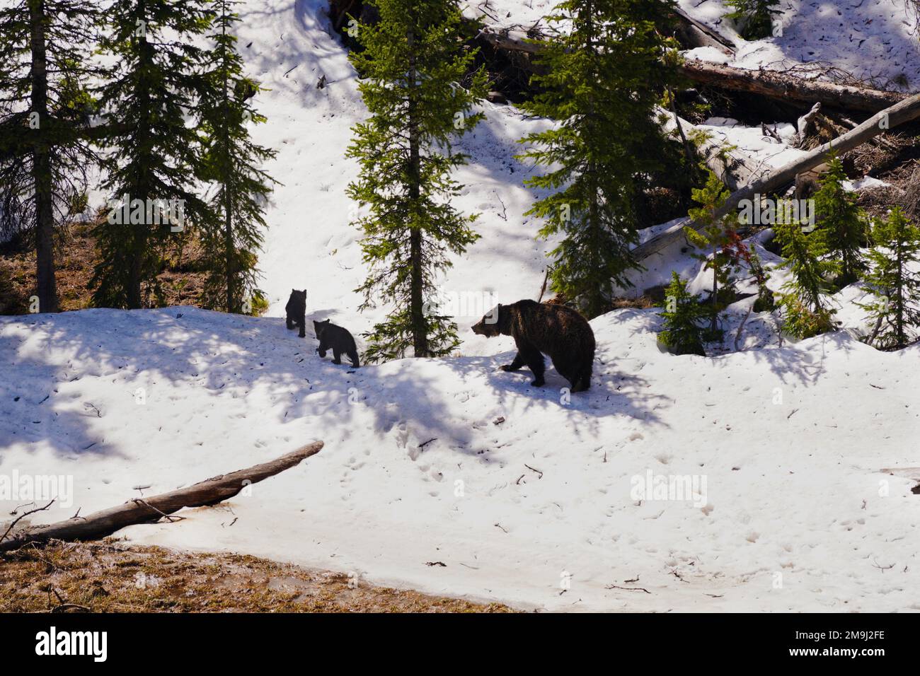 Mama Cubs im Schnee, Grand Teton National Park, Wyoming, USA Stockfoto