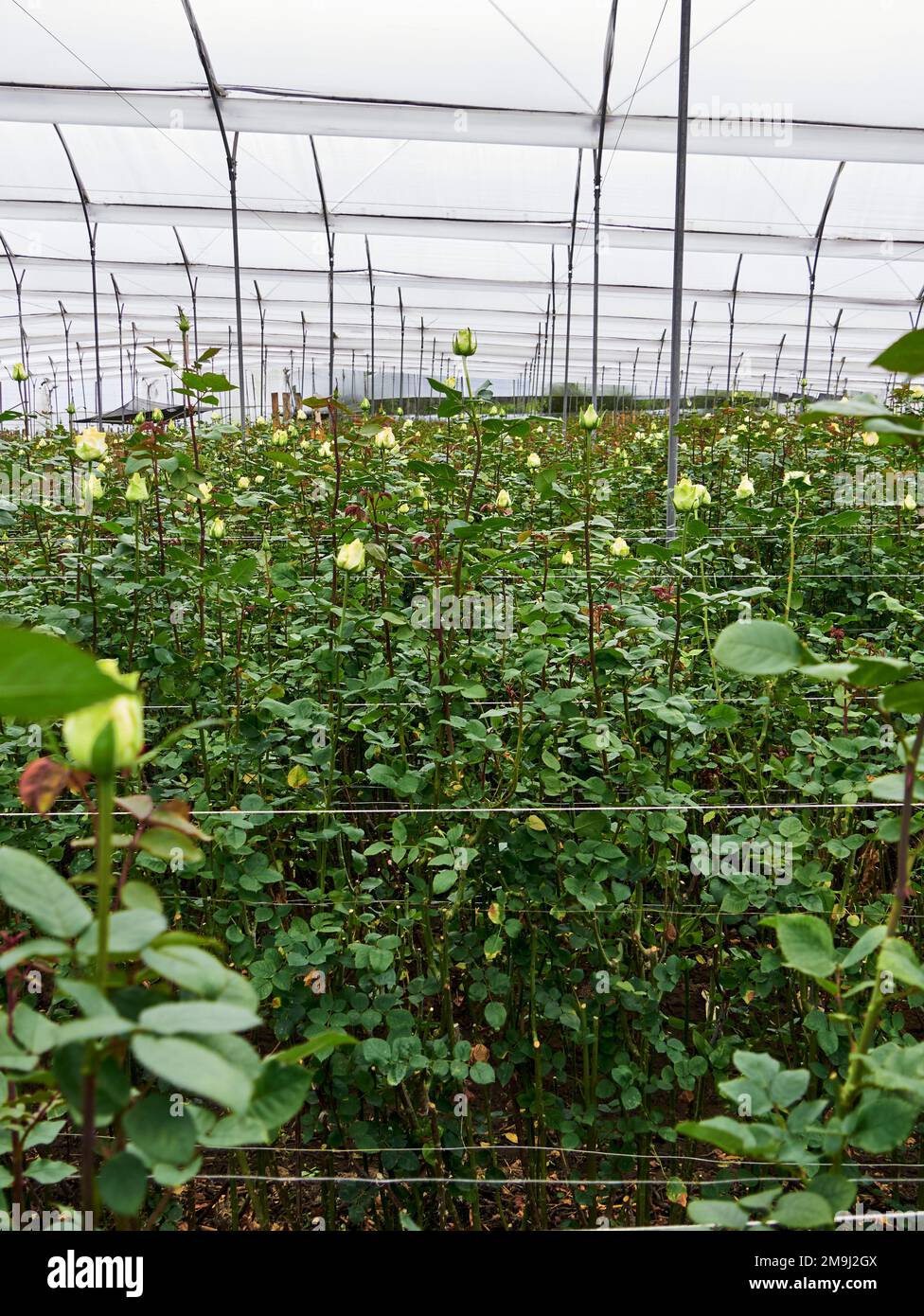 Plantagenrosen wachsen in einem Gewächshaus Stockfoto