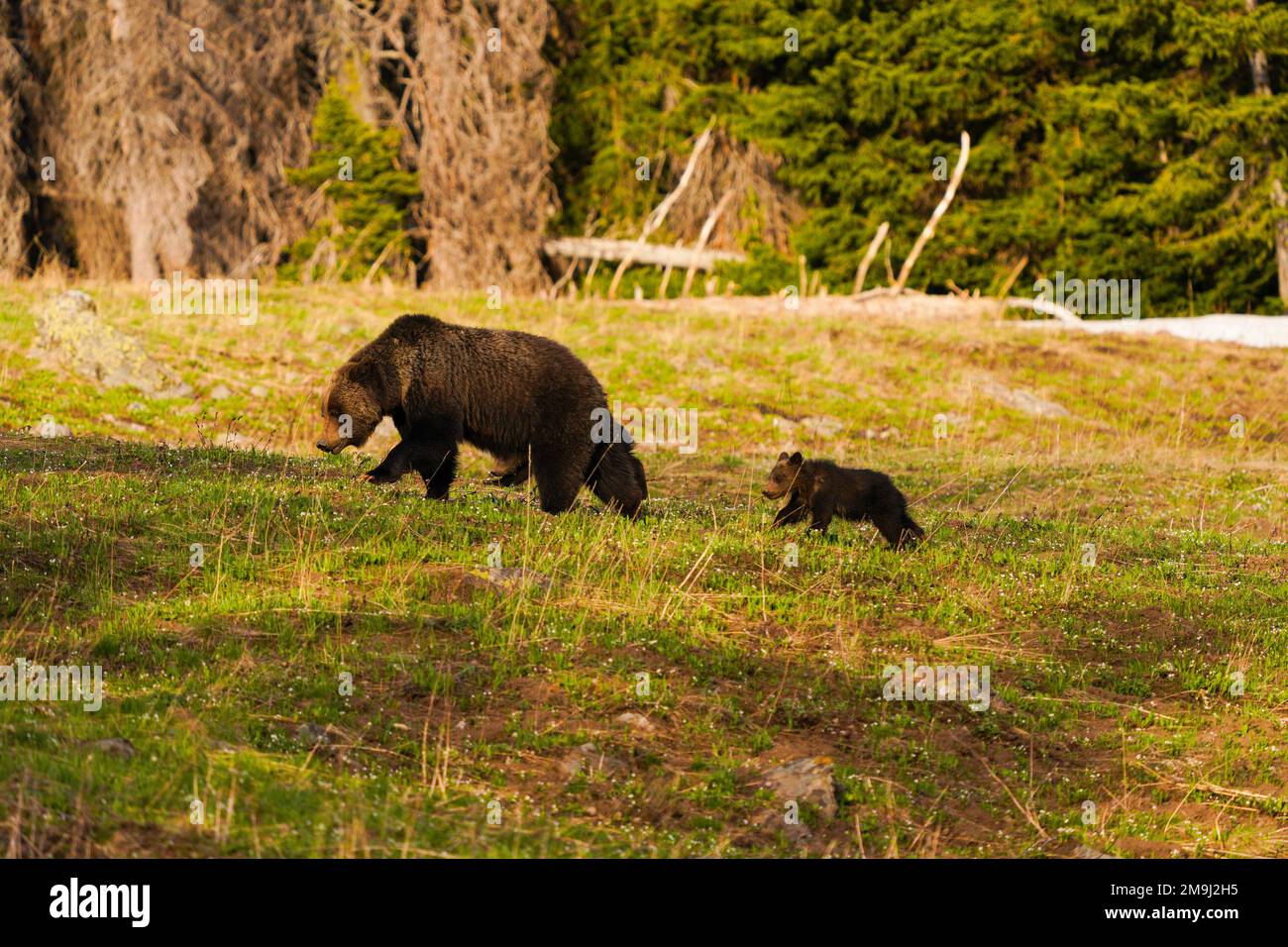 Brown Bear Cubs (Ursus arctos) spielen, Grand Teton National Park, Wyoming, USA Stockfoto