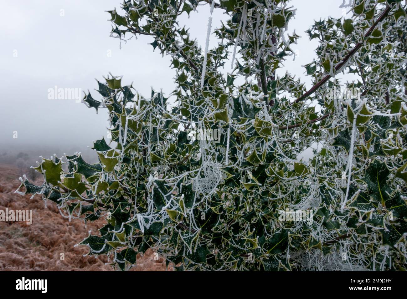 Holly Tree trägt die Weihnachtsdekoration der Natur und ist mit eisigen Spinnennetzen bedeckt. Ilkley Moor, West Yorkshire, England, Großbritannien Stockfoto