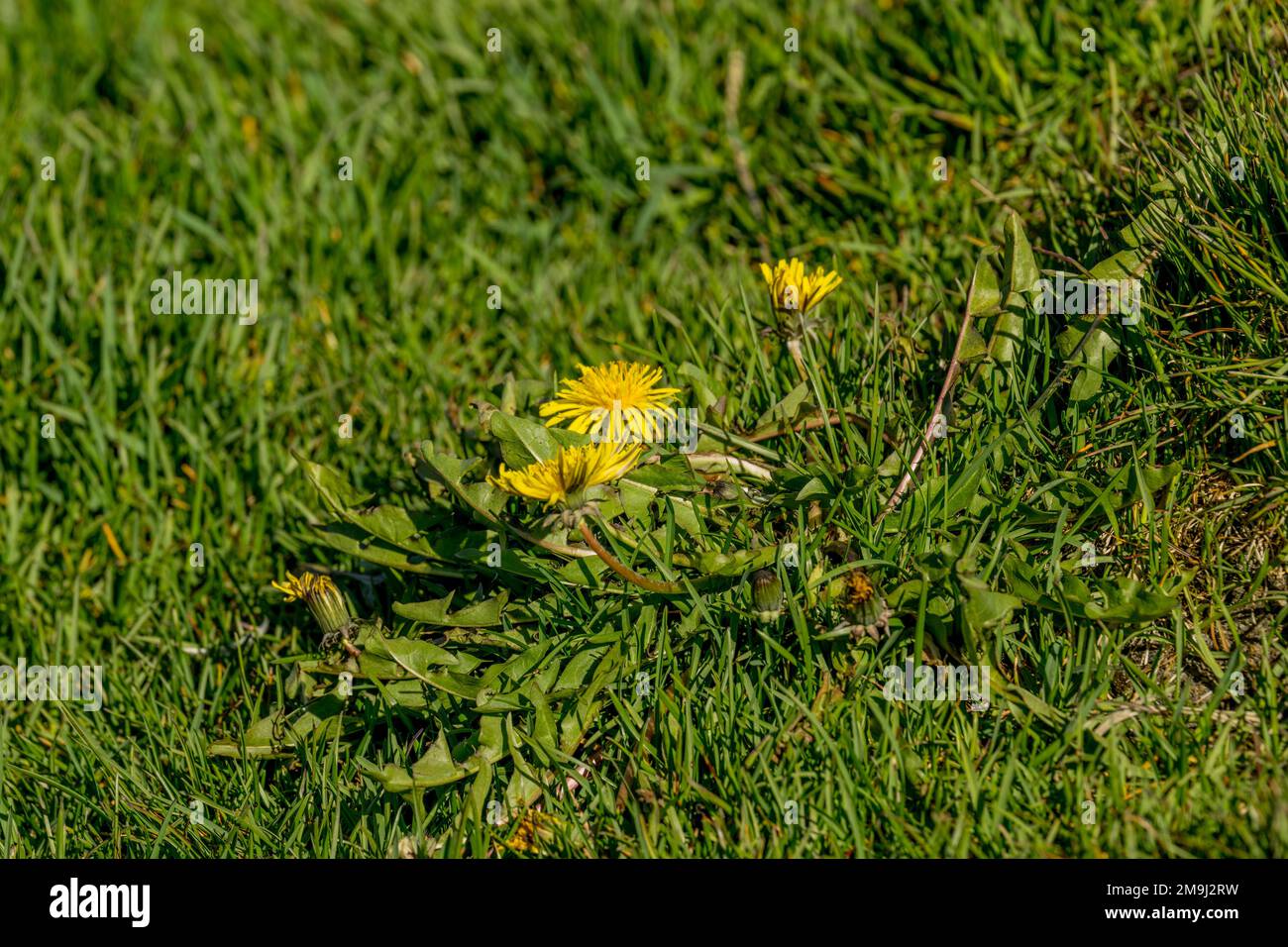Löwenzahn, eine eingeführte Art, blüht in der verlassenen Walfangstation in Ocean Harbor, South Georgia Island, subantarktisch. Stockfoto