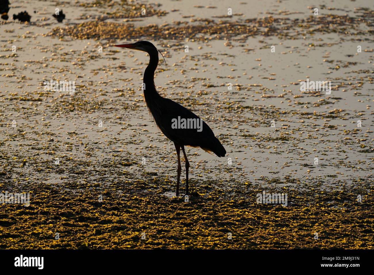 Silhouette eines Krans, Hood Canal, Washington, USA Stockfoto