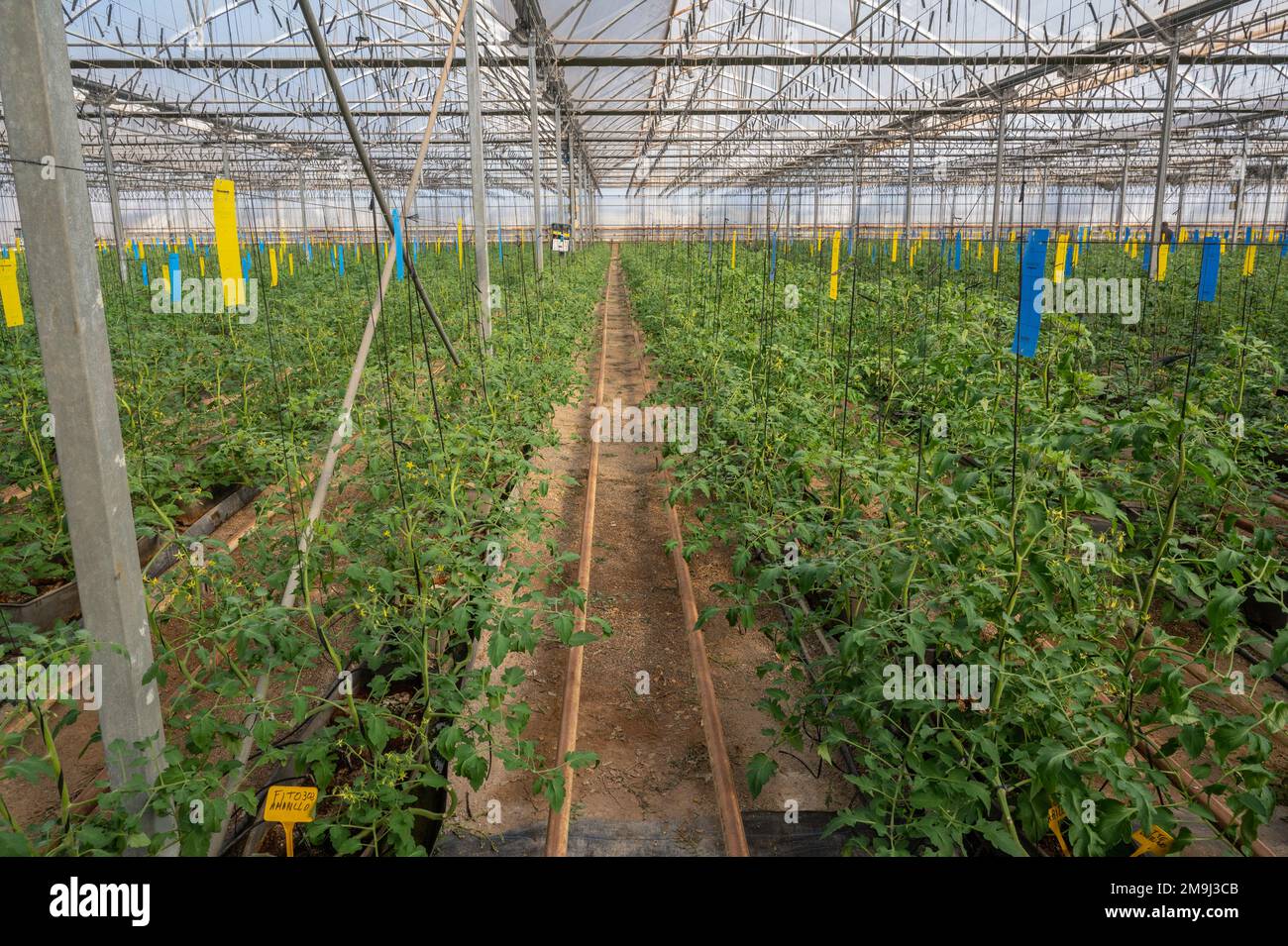 Reihen verschiedener Tomaten, die im Gewächshaus in Almeria, „der