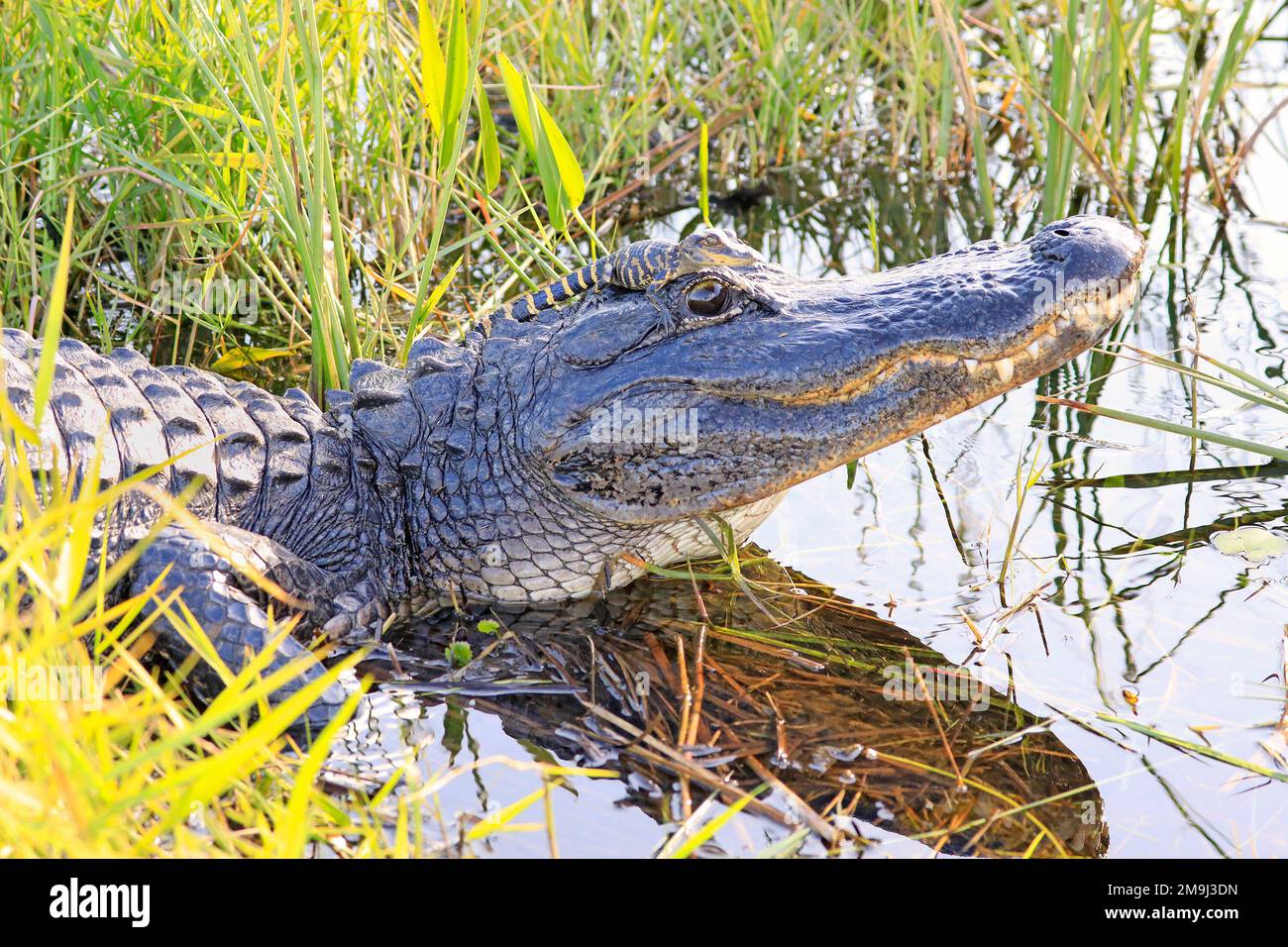 Mutter Alligatorin mit Baby auf dem Kopf im Sumpf im Everglades-Nationalpark, Florida Stockfoto
