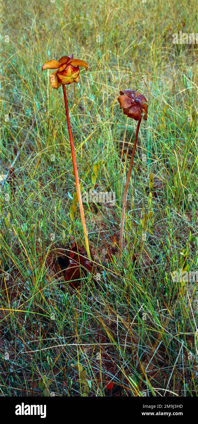 Violette Pitcher-Blume (Sarracenia purpurea) im Gras Stockfoto