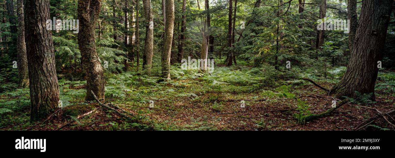 Landschaft mit Wald, Tor zu McCormack Trakt Property, Upper Peninsula, Michigan, USA Stockfoto