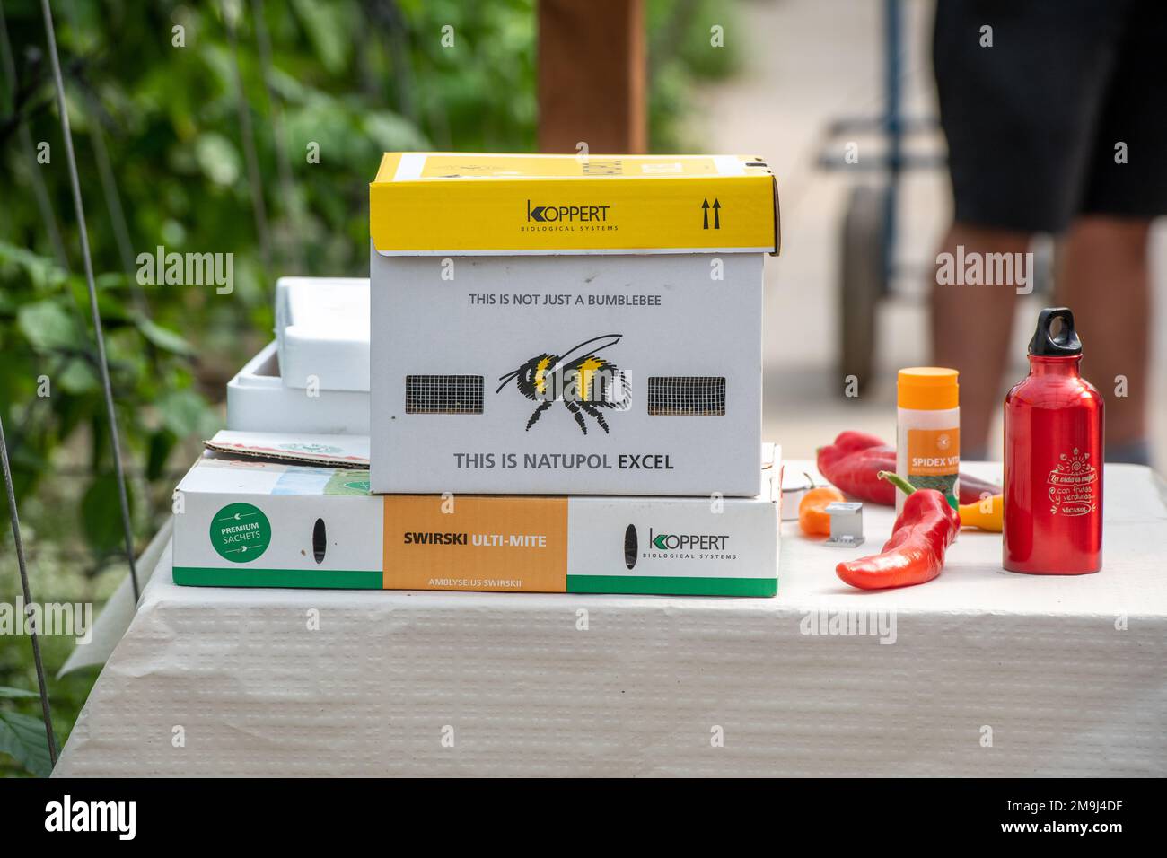 Bienenkiste im Gewächshaus in Almeria, ÒThe Europäischer Gemüsegarten, Ó Andalusien, Spanien Stockfoto