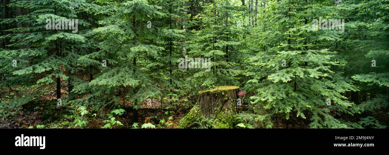 Grüne Balsambäume (Abies balsamea) im Wald und Schierlingsstumpf Stockfoto